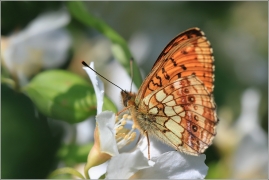 <p>PERLEŤOVEC KOPŘIVOVÝ (Brenthis ino) Šluknovsko - Knížecí ----- /Lesser marbled fritillary - Mädesüß-Perlmutterfalter/</p>